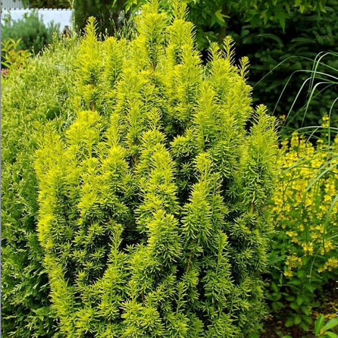 Arany oszlopos tiszafa -Taxus baccata 'David'