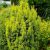 Arany oszlopos tiszafa -Taxus baccata 'David'