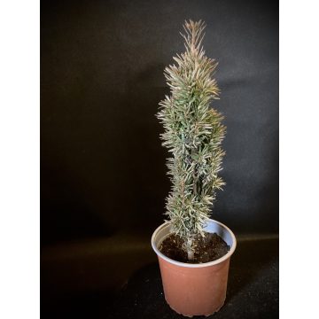   Oszlopos Tiszafa - Taxus baccata 'Fastigiata Robusta'