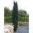   Oszlopos Tiszafa - Taxus baccata 'Fastigiata Robusta'