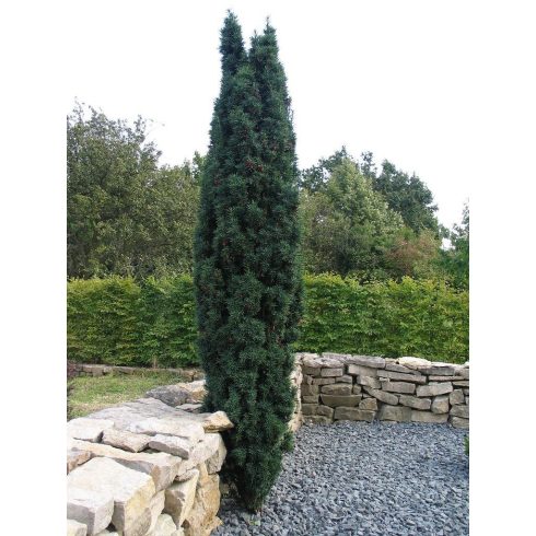 Oszlopos Tiszafa - Taxus baccata 'Fastigiata Robusta'