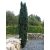 Oszlopos Tiszafa - Taxus baccata 'Fastigiata Robusta'