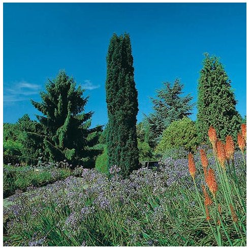 Oszlopos Tiszafa - Taxus baccata 'Fastigiata Robusta'