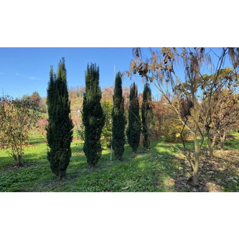 Oszlopos Tiszafa - Taxus baccata 'Fastigiata Robusta'
