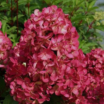   Piros bugás hortenzia - Hydrangea paniculata 'Wim's Red'