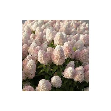   Bugás hortenzia - Hydrangea paniculata 'Vanille Fraise'