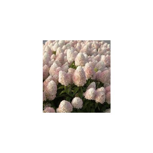 Bugás hortenzia - Hydrangea paniculata 'Vanille Fraise'