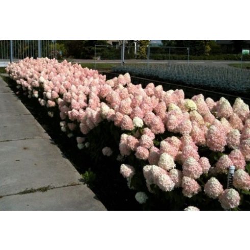 Bugás hortenzia - Hydrangea paniculata 'Vanille Fraise'