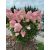 Bugás hortenzia - Hydrangea paniculata 'Vanille Fraise'