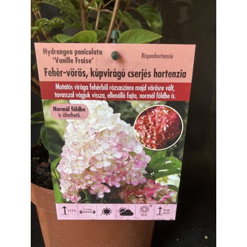 Bugás hortenzia - Hydrangea paniculata 'Vanille Fraise'