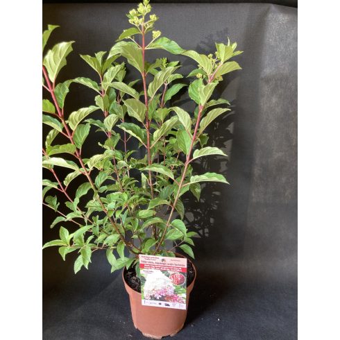 Bugás hortenzia - Hydrangea paniculata 'Vanille Fraise'