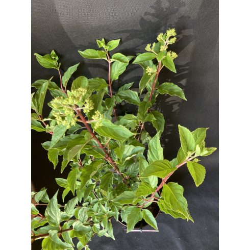 Bugás hortenzia - Hydrangea paniculata 'Vanille Fraise'