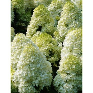 Bugás hortenzia - Hydrangea paniculata 