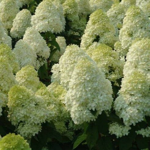 Bugás hortenzia - Hydrangea paniculata 'Phantom' 