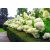 Bugás hortenzia - Hydrangea paniculata 'Phantom' 