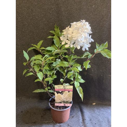 Bugás hortenzia - Hydrangea paniculata 'Phantom' 
