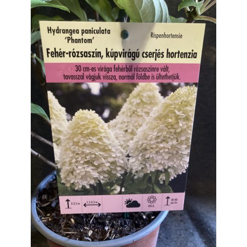 Bugás hortenzia - Hydrangea paniculata 'Phantom' 
