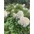 Bugás hortenzia - Hydrangea paniculata 'Phantom' 