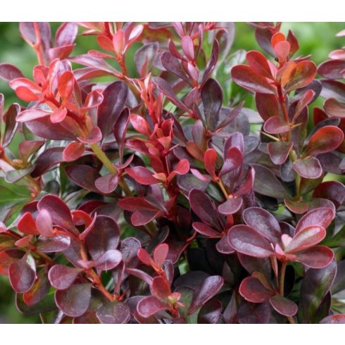Törpe Japán borbolya - Berberis thunbergii 'Atropurpurea Nana'