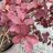  Törpe Japán borbolya - Berberis thunbergii 'Atropurpurea Nana'