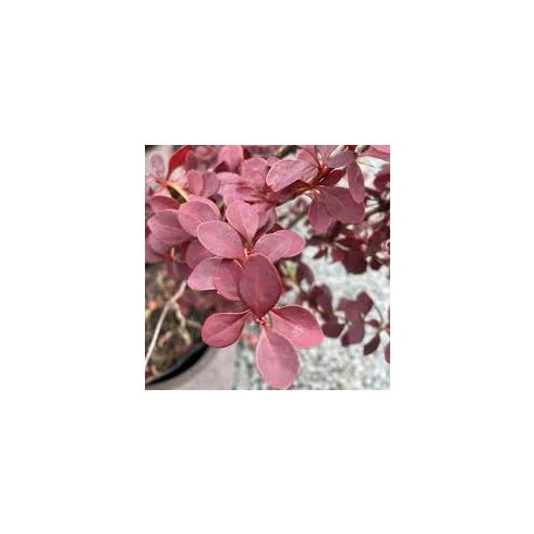 Törpe Japán borbolya - Berberis thunbergii 'Atropurpurea Nana'
