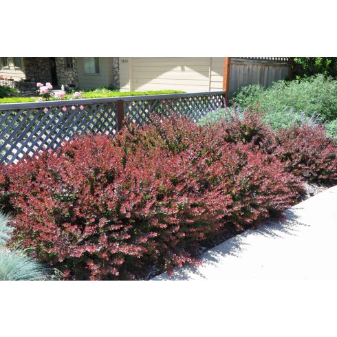 Törpe Japán borbolya - Berberis thunbergii 'Atropurpurea Nana'