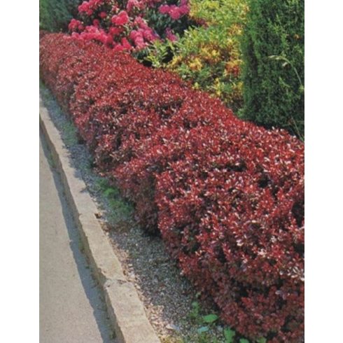 Törpe Japán borbolya - Berberis thunbergii 'Atropurpurea Nana'