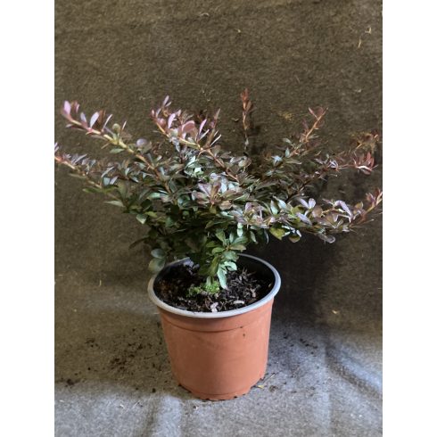 Törpe Japán borbolya - Berberis thunbergii 'Atropurpurea Nana'