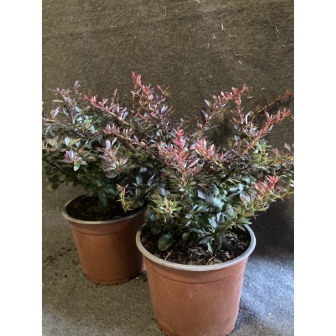 Törpe Japán borbolya - Berberis thunbergii 'Atropurpurea Nana'