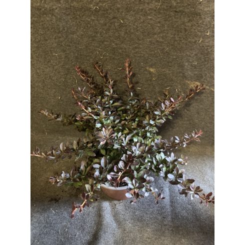 Törpe Japán borbolya - Berberis thunbergii 'Atropurpurea Nana'