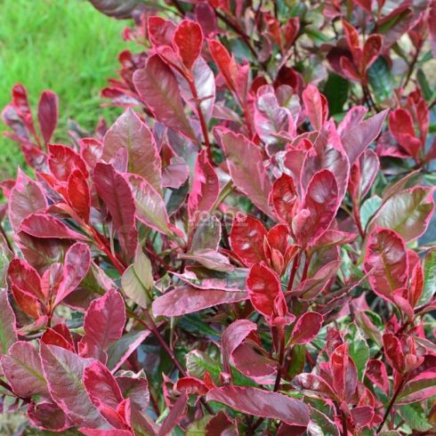 Rózsaszín tarka korallberkenye(Photinia fraseri 'Louise McLarlou’)