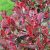 Rózsaszín tarka korallberkenye(Photinia fraseri 'Louise McLarlou’)