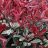   Rózsaszín tarka korallberkenye(Photinia fraseri 'Louise McLarlou’)