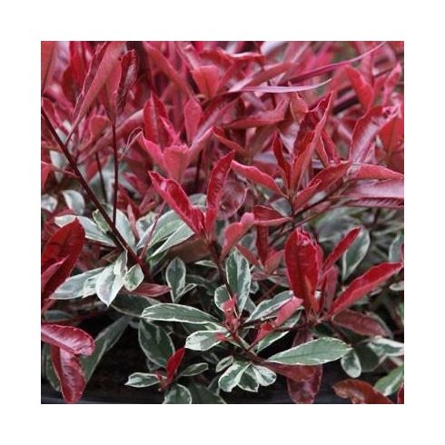 Rózsaszín tarka korallberkenye(Photinia fraseri 'Louise McLarlou’)