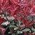 Rózsaszín tarka korallberkenye(Photinia fraseri 'Louise McLarlou’)