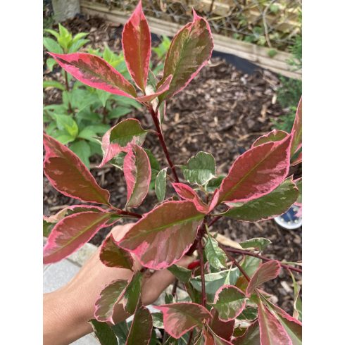 Rózsaszín tarka korallberkenye(Photinia fraseri 'Louise McLarlou’)
