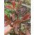 Rózsaszín tarka korallberkenye(Photinia fraseri 'Louise McLarlou’)
