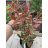   Rózsaszín tarka korallberkenye(Photinia fraseri 'Louise McLarlou’)