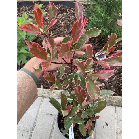 Rózsaszín tarka korallberkenye(Photinia fraseri 'Louise McLarlou’)