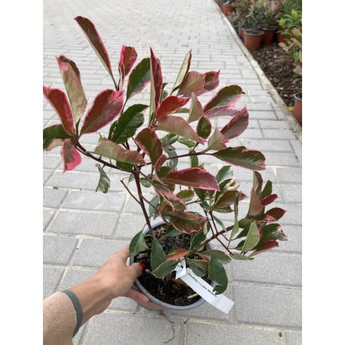 Rózsaszín tarka korallberkenye(Photinia fraseri 'Louise McLarlou’)