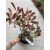 Rózsaszín tarka korallberkenye(Photinia fraseri 'Louise McLarlou’)