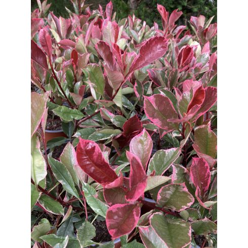 Rózsaszín tarka korallberkenye(Photinia fraseri 'Louise McLarlou’)