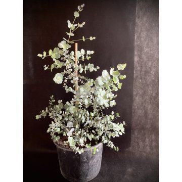 Eucalyptus Silver Tropfen