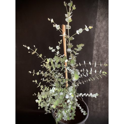 Eucalyptus Silver Tropfen