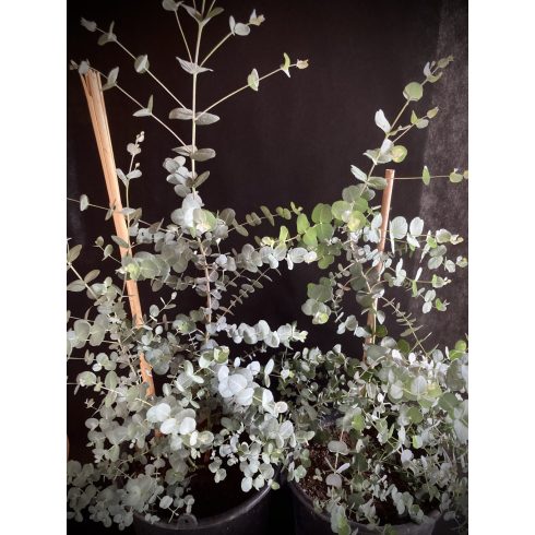 Eucalyptus Silver Tropfen