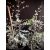 Eucalyptus Silver Tropfen