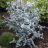 Eucalyptus Silver Tropfen