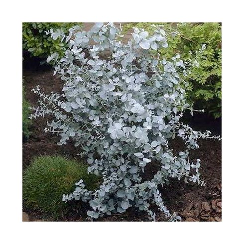 Eucalyptus Silver Tropfen