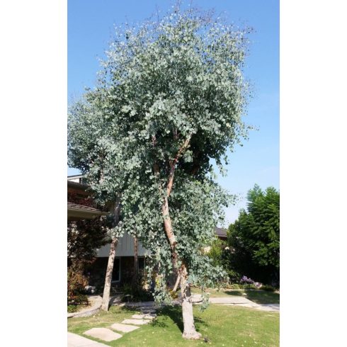 Eucalyptus Silver Tropfen