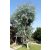 Eucalyptus Silver Tropfen